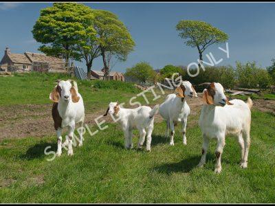 Namibian Live Boer Goats