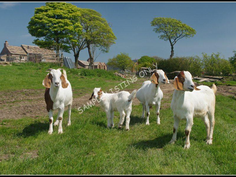 Namibian Live Boer Goats
