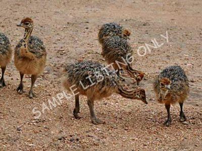 Namibia Ostrich Chicks