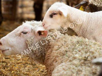Healthy Namibia Sheep