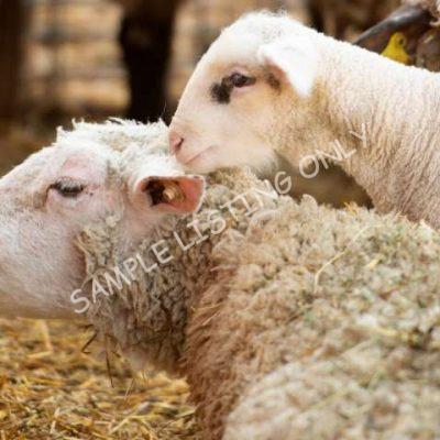 Healthy Namibia Sheep